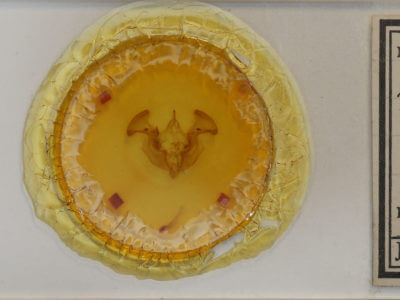 slide view of adult Apamea helva