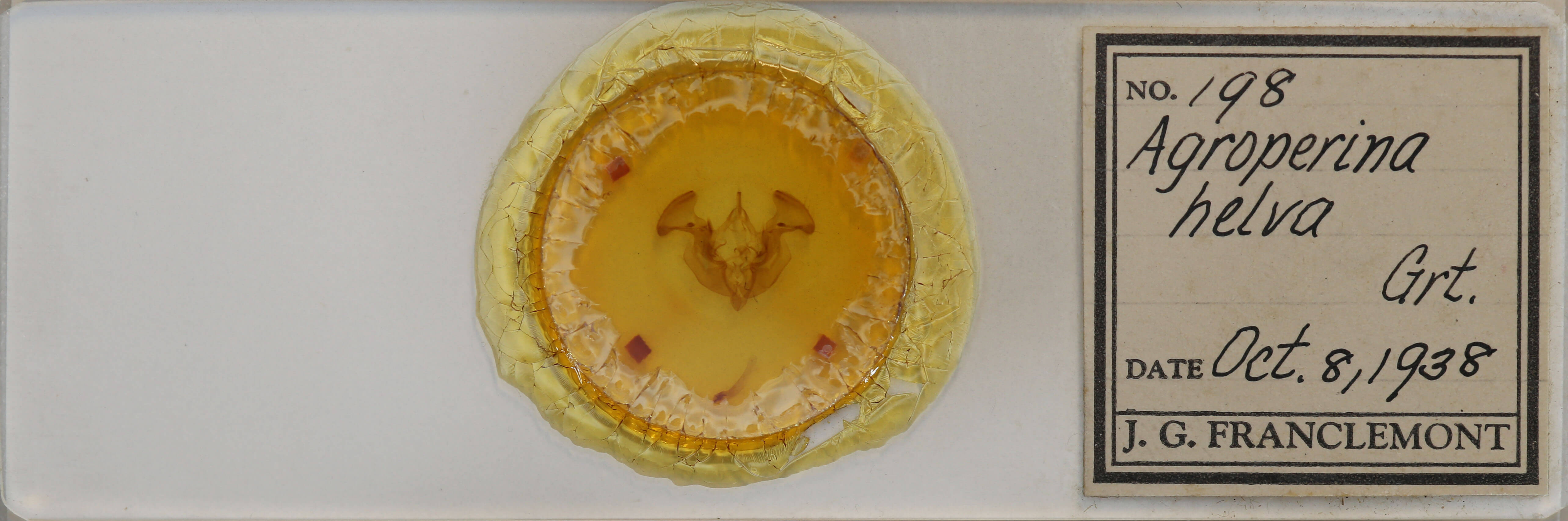 slide view of adult Apamea helva