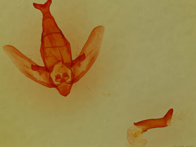 genitalia view of Apatelodes torrefacta