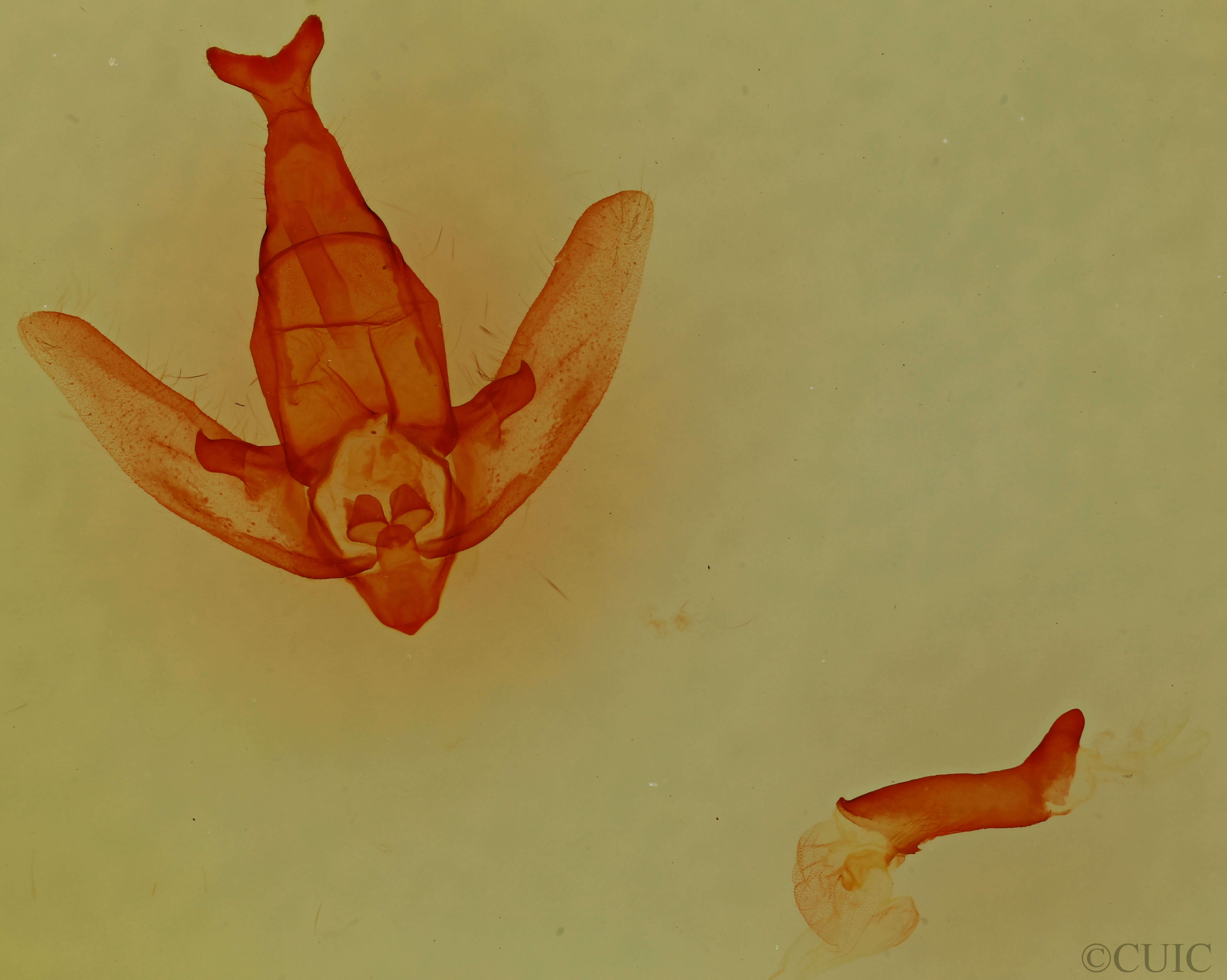 genitalia view of Apatelodes torrefacta