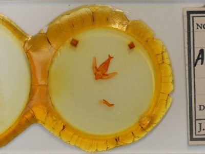 slide view of adult Apatelodes torrefacta