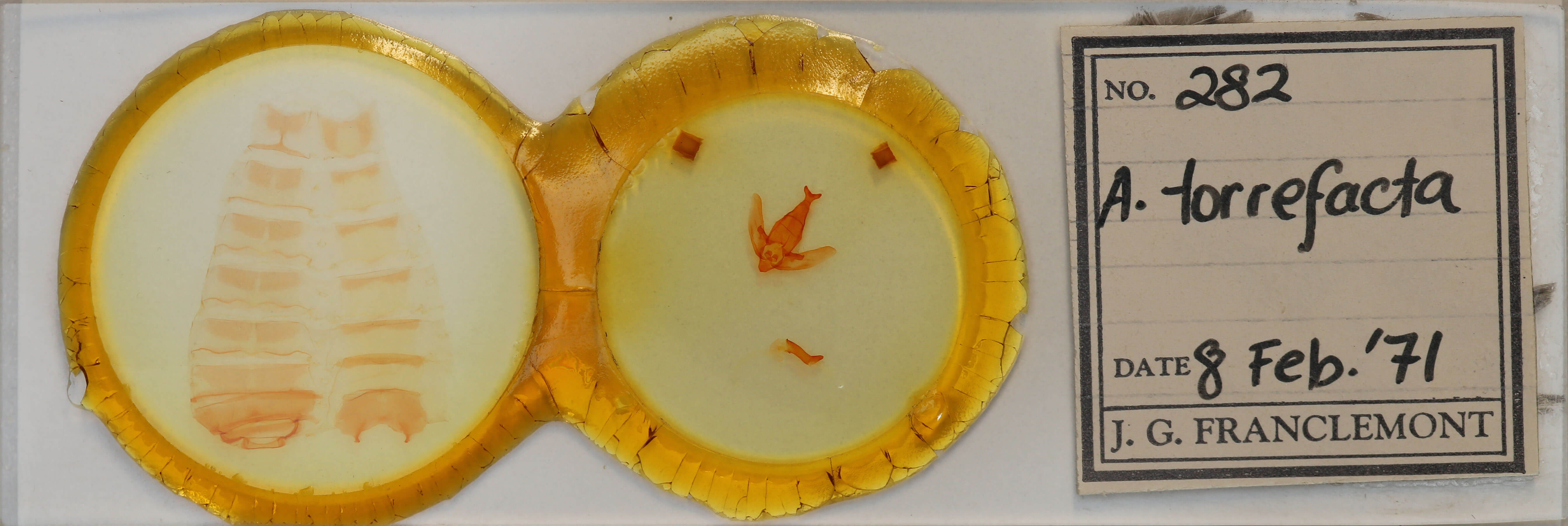 slide view of adult Apatelodes torrefacta