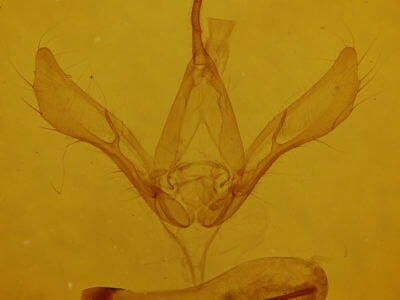 genitalia view of adult Autographa bimaculata