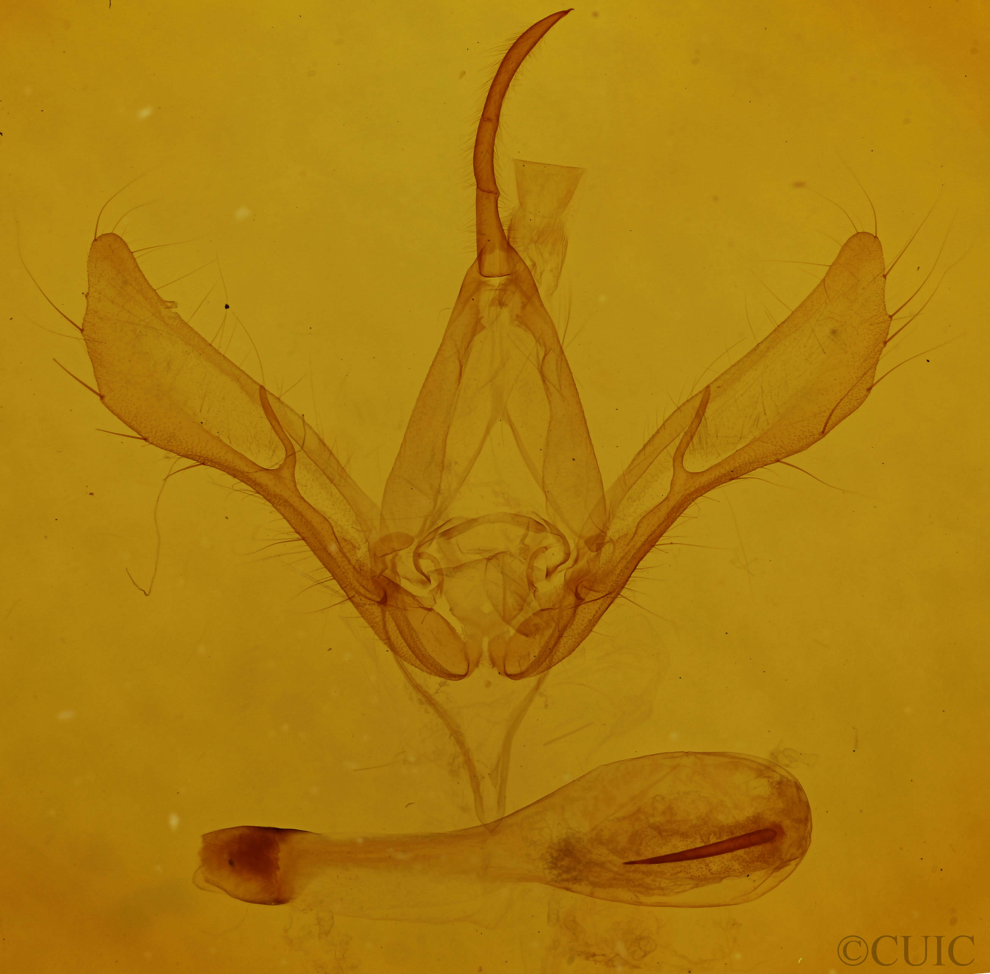 genitalia view of adult Autographa bimaculata