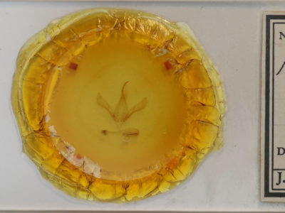 slide view of adult Autographa bimaculata