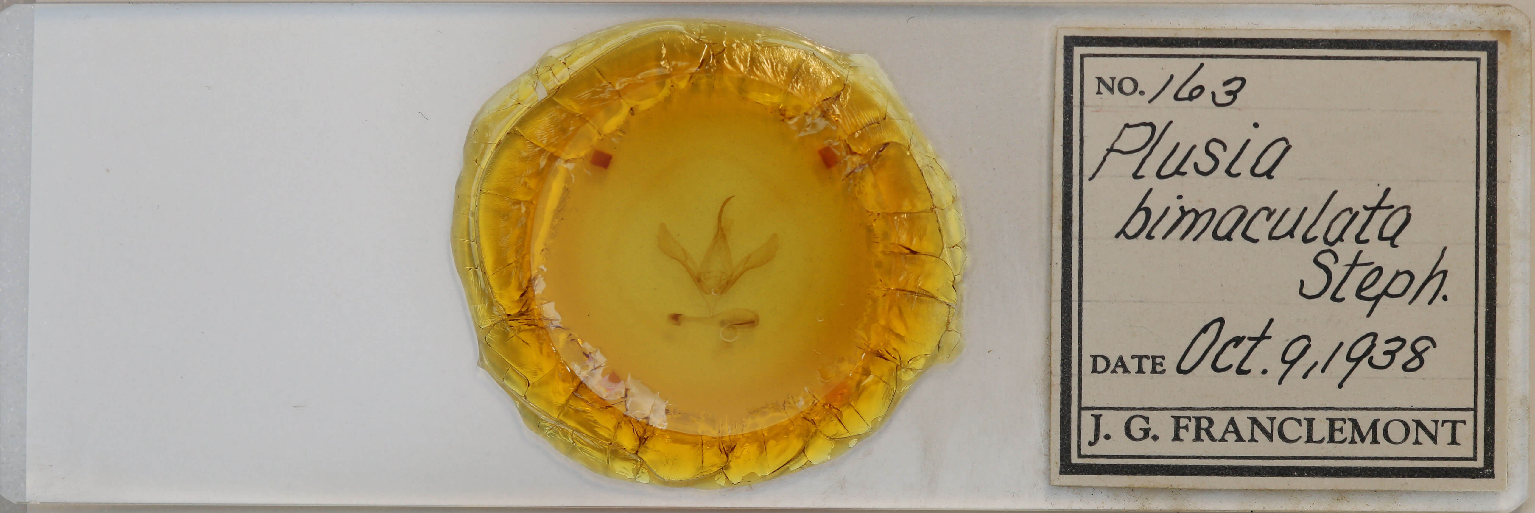 slide view of adult Autographa bimaculata