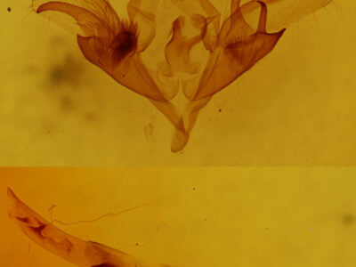 genitalia view of adult Caenurgina crassiuscula