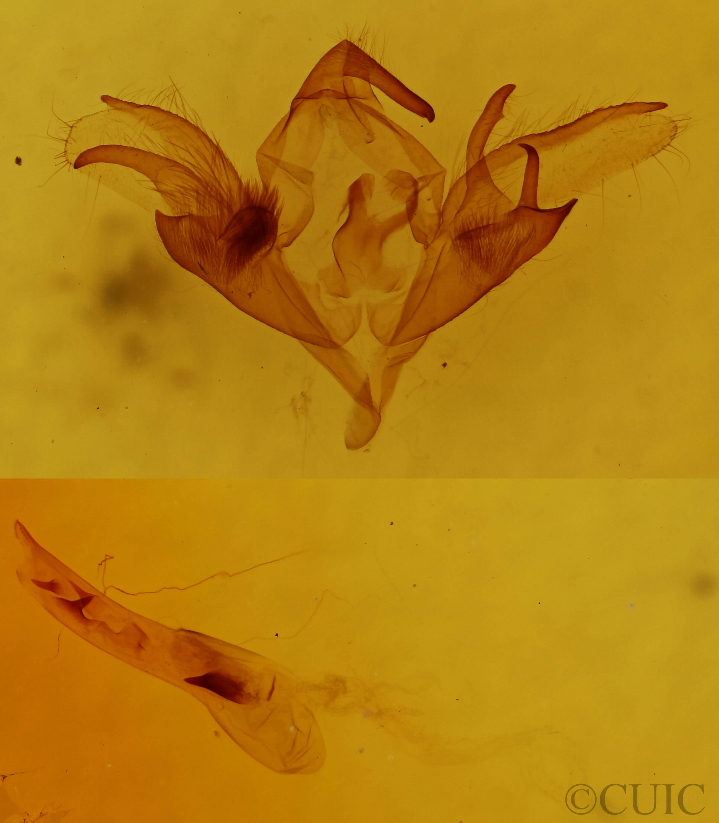 genitalia view of adult Caenurgina crassiuscula