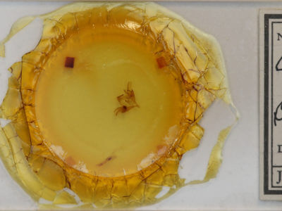 slide view of adult Caenurgina crassiuscula