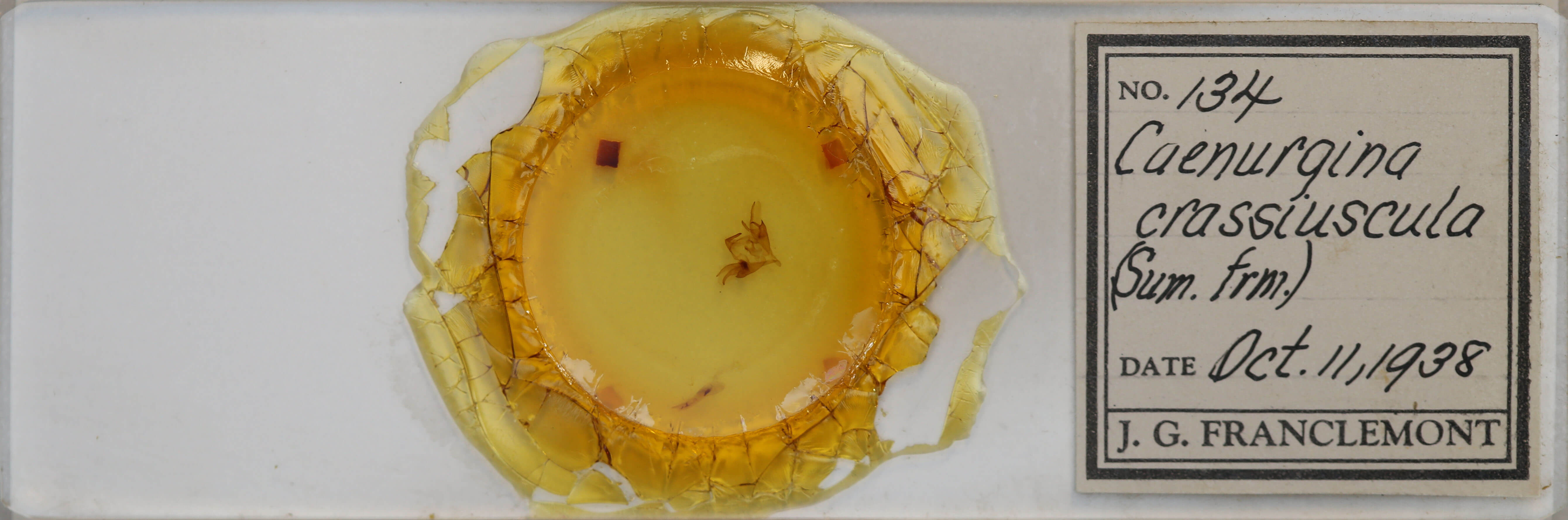 slide view of adult Caenurgina crassiuscula