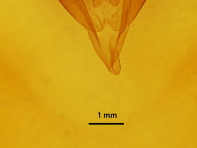 genitalia view of adult Caenurgina erechtea