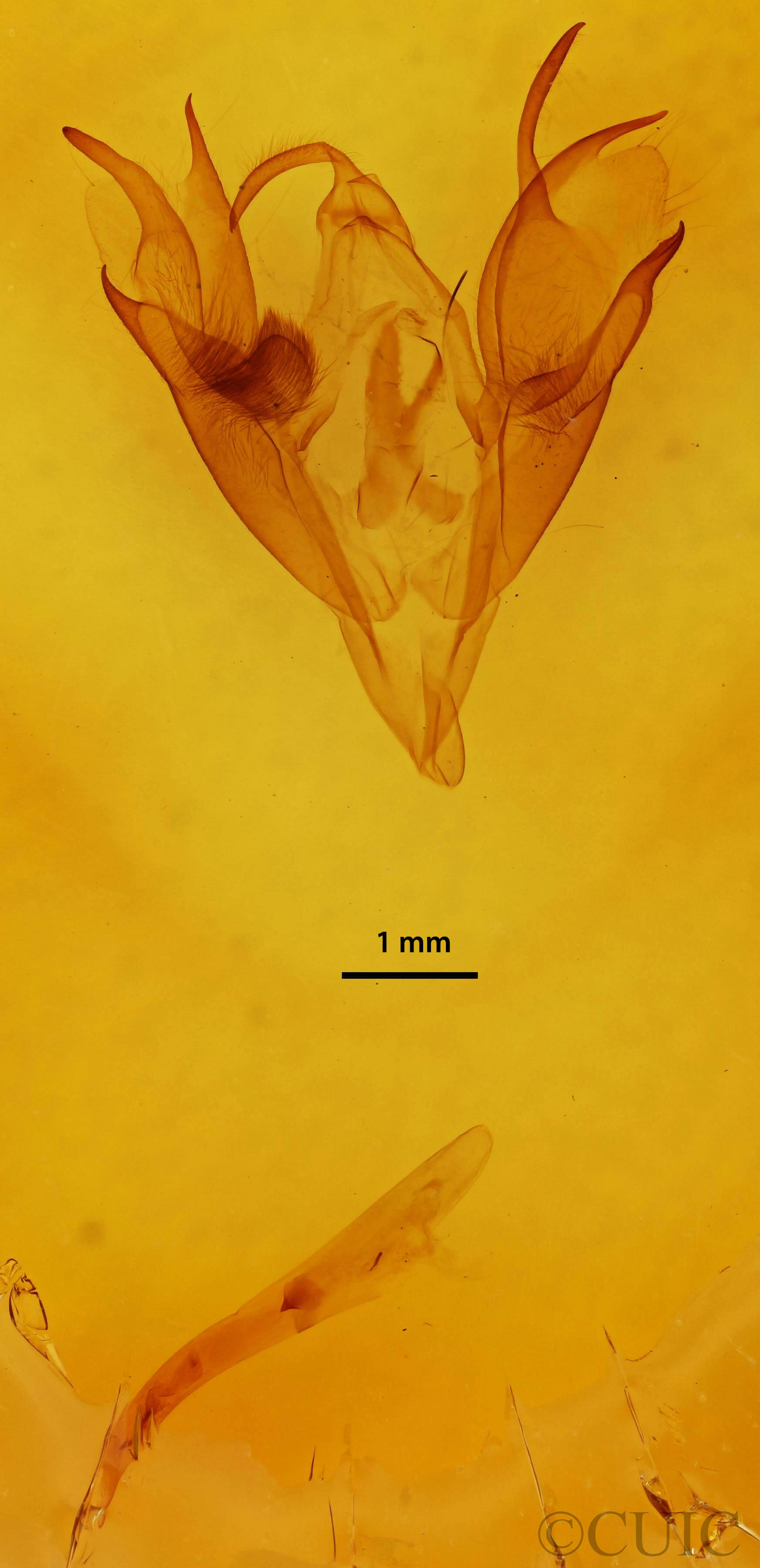 genitalia view of adult Caenurgina erechtea