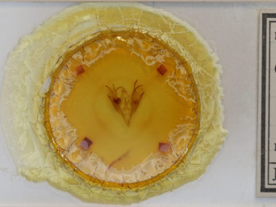 slide view of adult Caenurgina erechtea