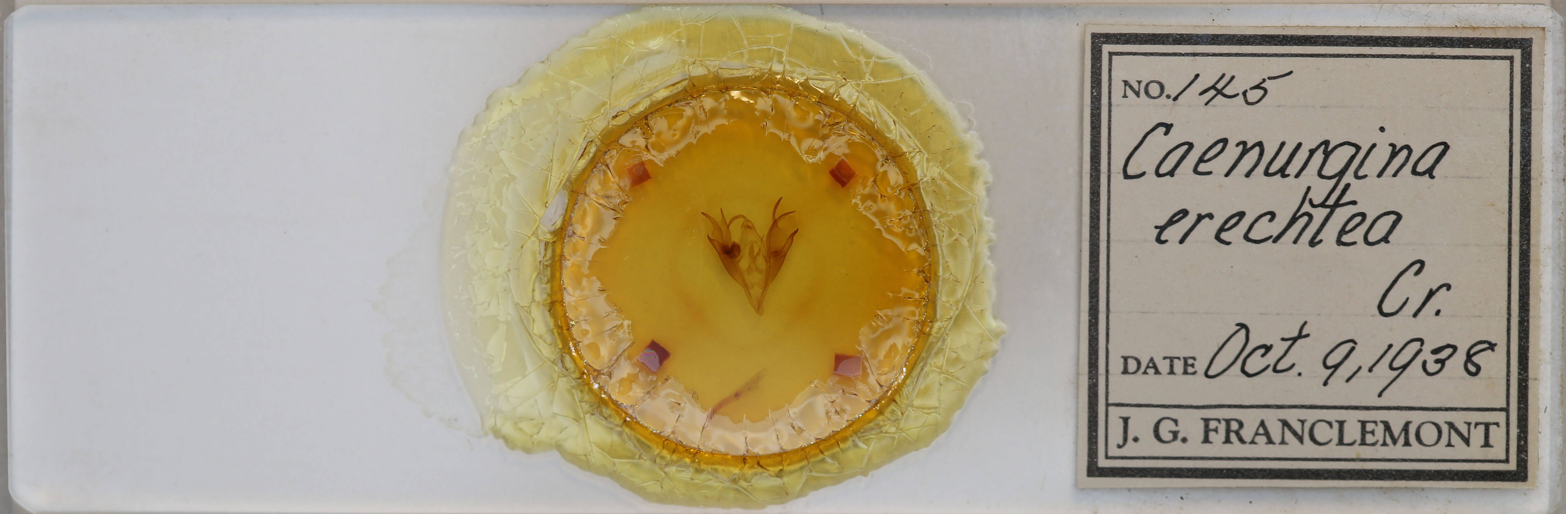 slide view of adult Caenurgina erechtea