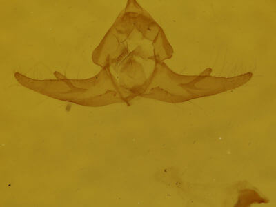 genitalia view of adult Capis curvata