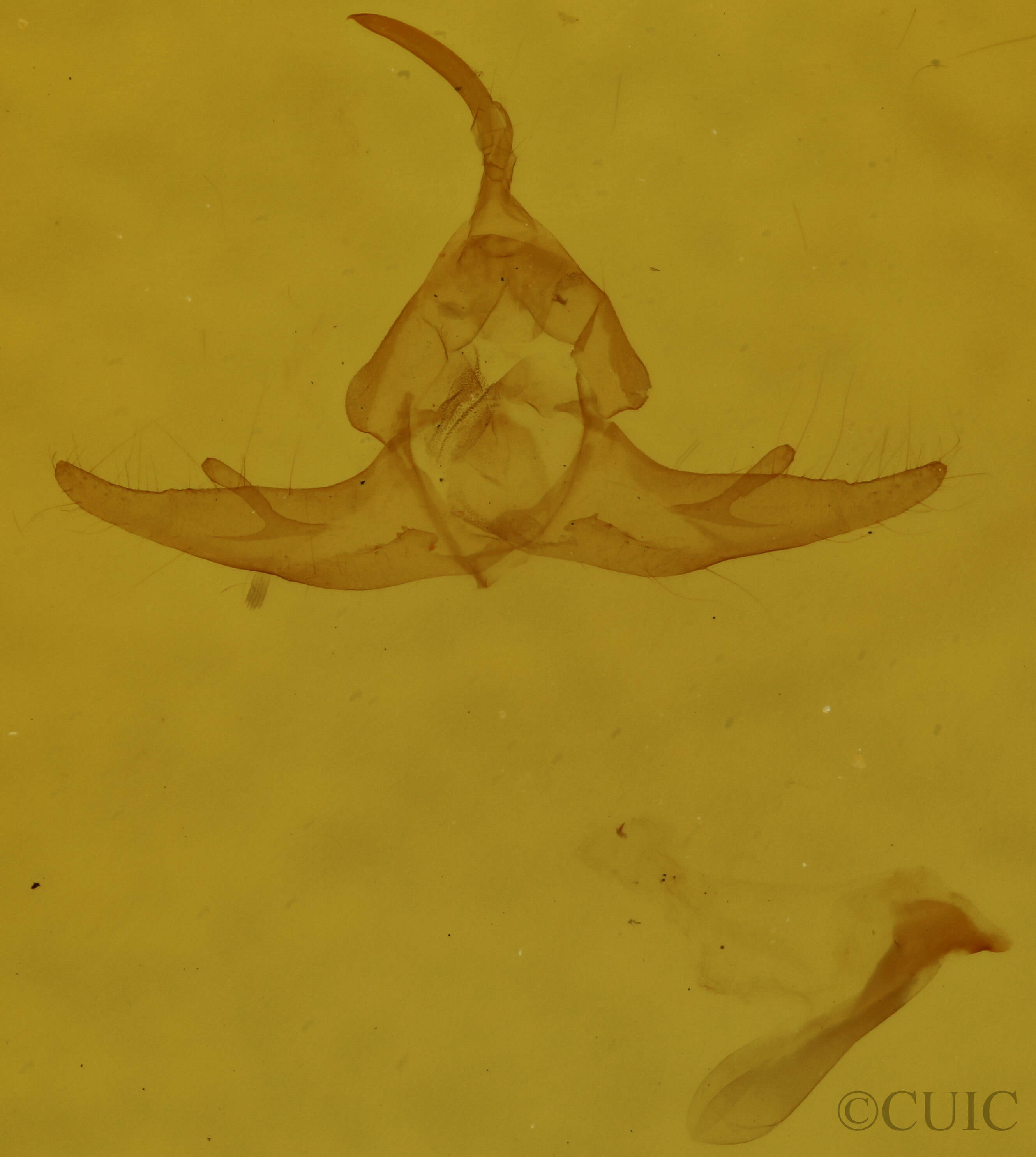 genitalia view of adult Capis curvata