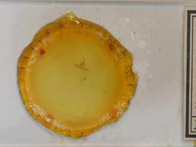 slide view of adult Capis curvata