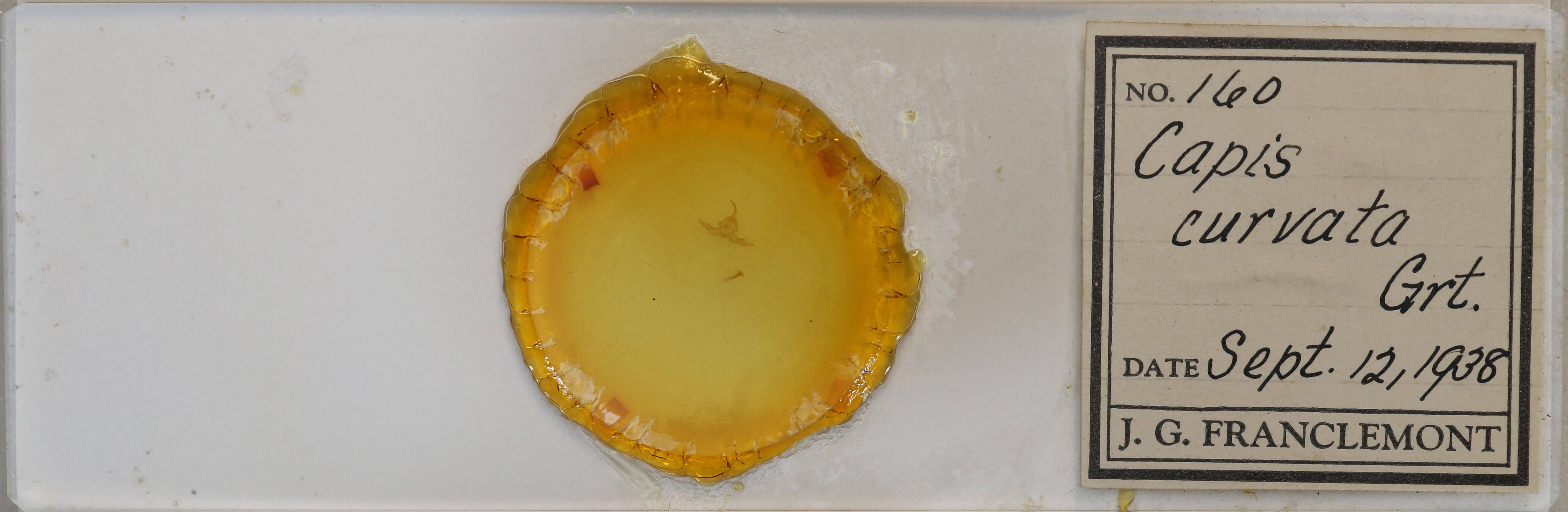 slide view of adult Capis curvata