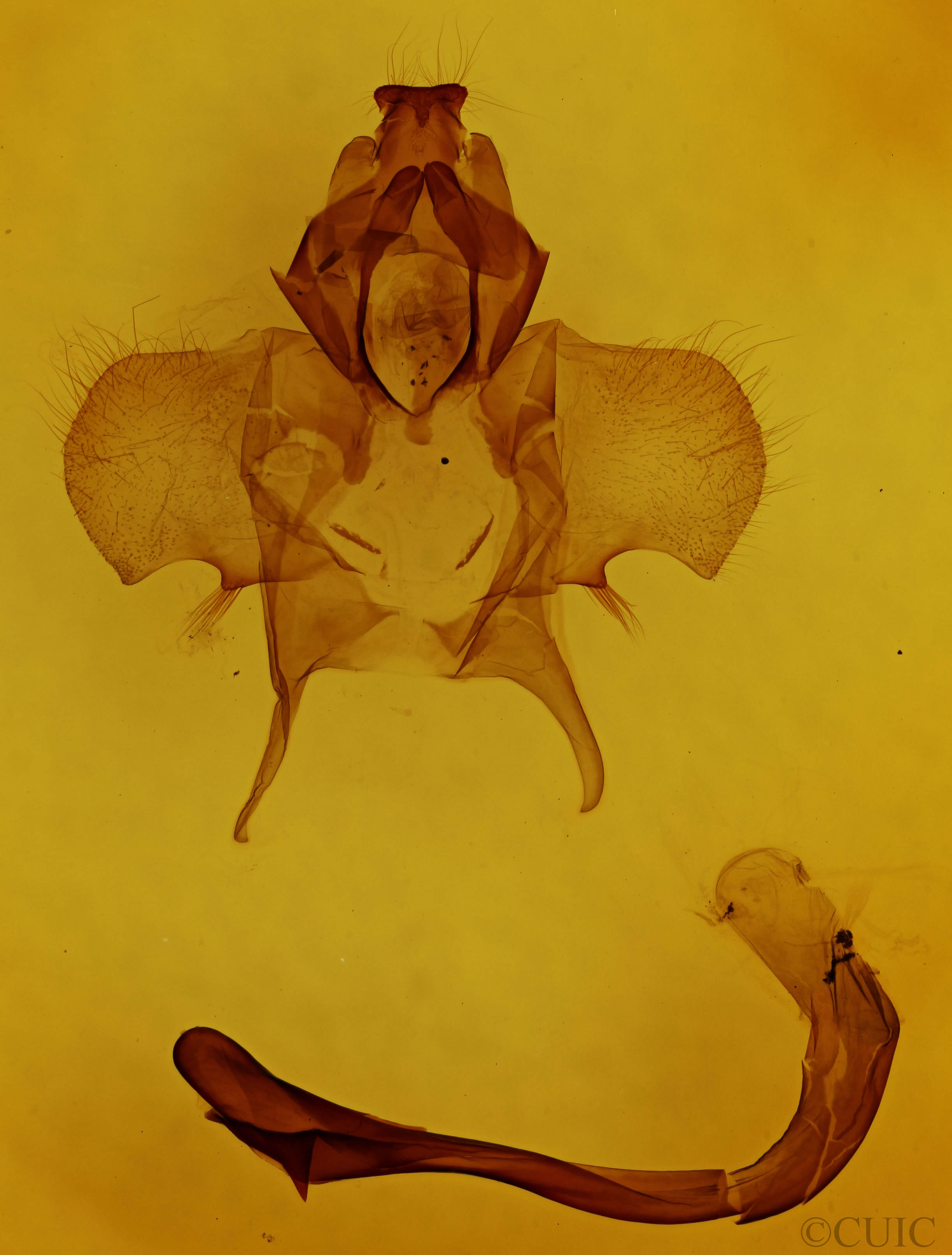 genitalia view of adult Castnia invaria