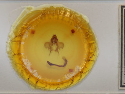 slide view of adult Castnia invaria