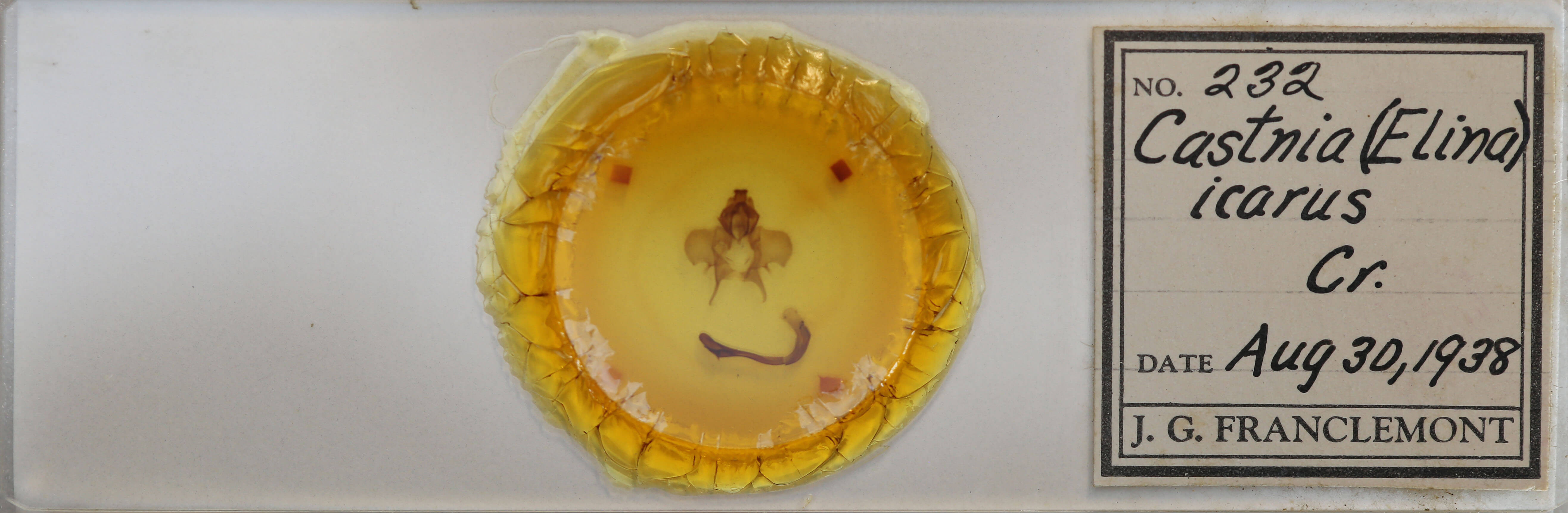 slide view of adult Castnia invaria