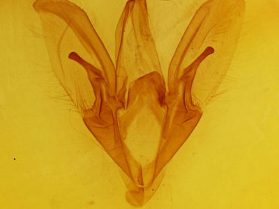 genitalia view of adult Catocala amatrix