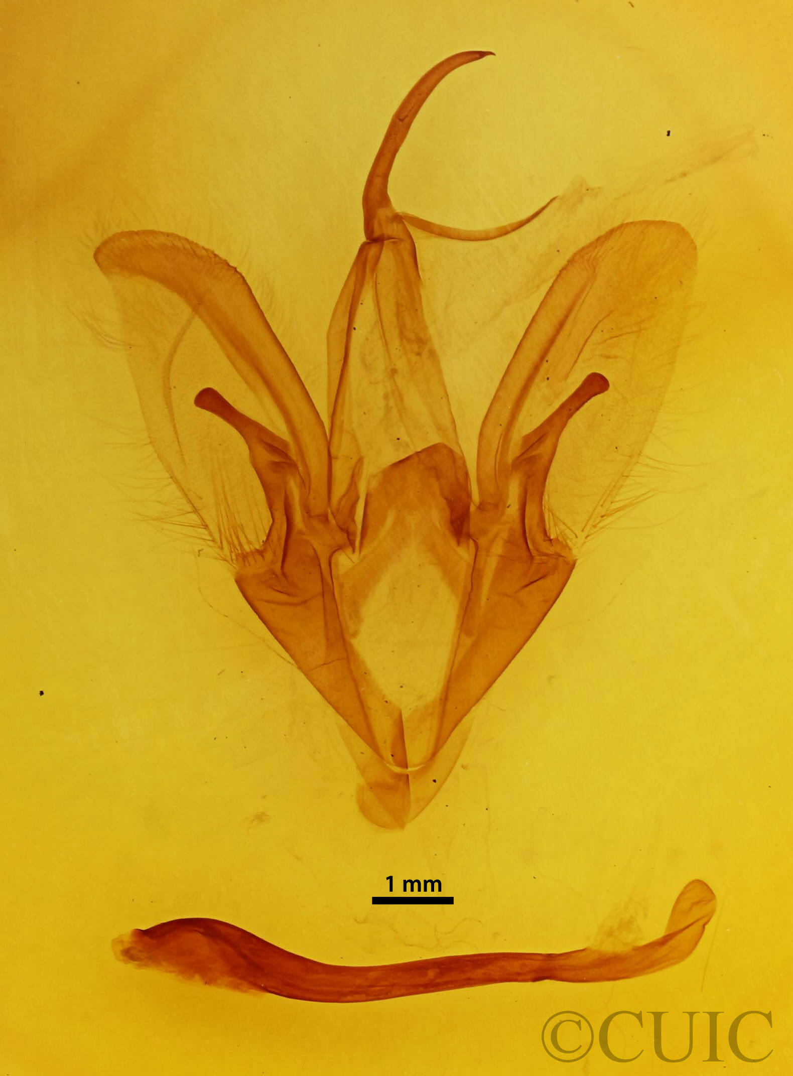 genitalia view of adult Catocala amatrix