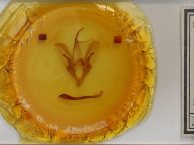 slide view of adult Catocala amatrix