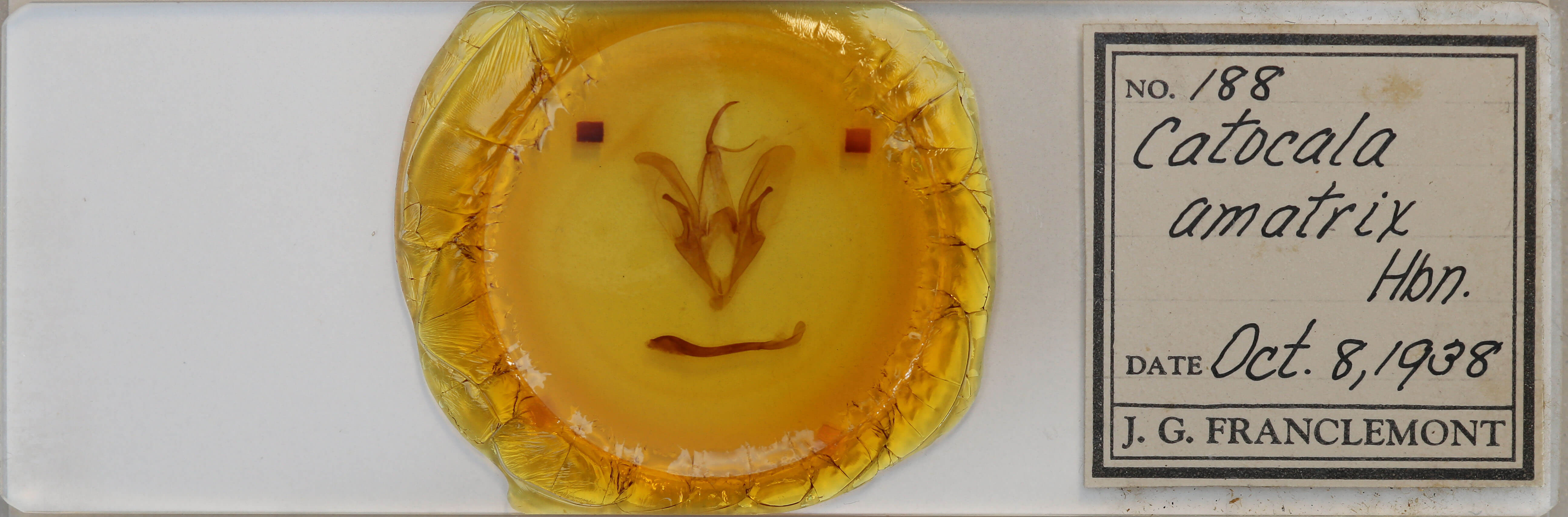 slide view of adult Catocala amatrix