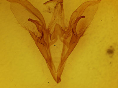 genitalia view of adult Catocala briseis