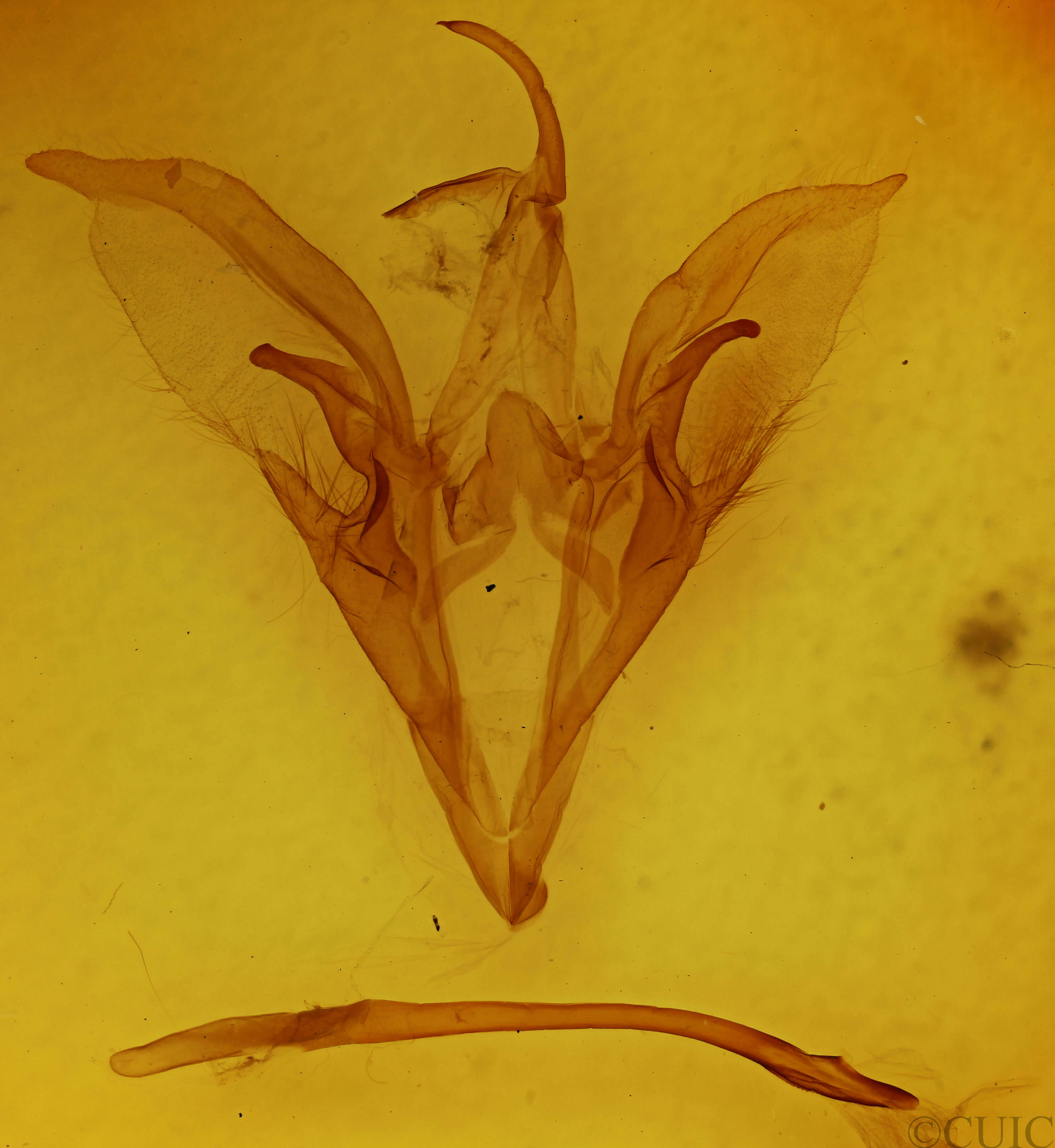 genitalia view of adult Catocala briseis
