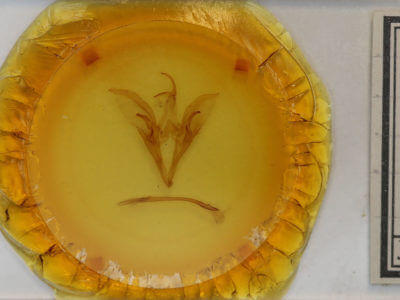 slide view of adult Catocala briseis