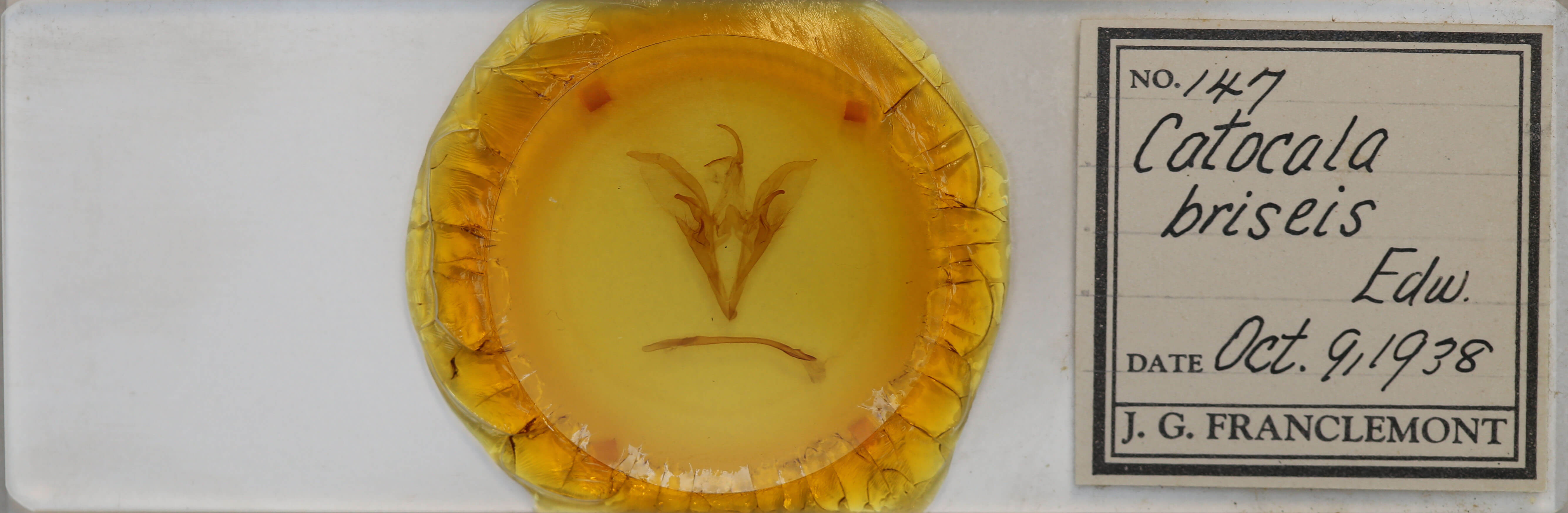 slide view of adult Catocala briseis