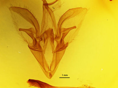 genitalia view of adult Catocala cara