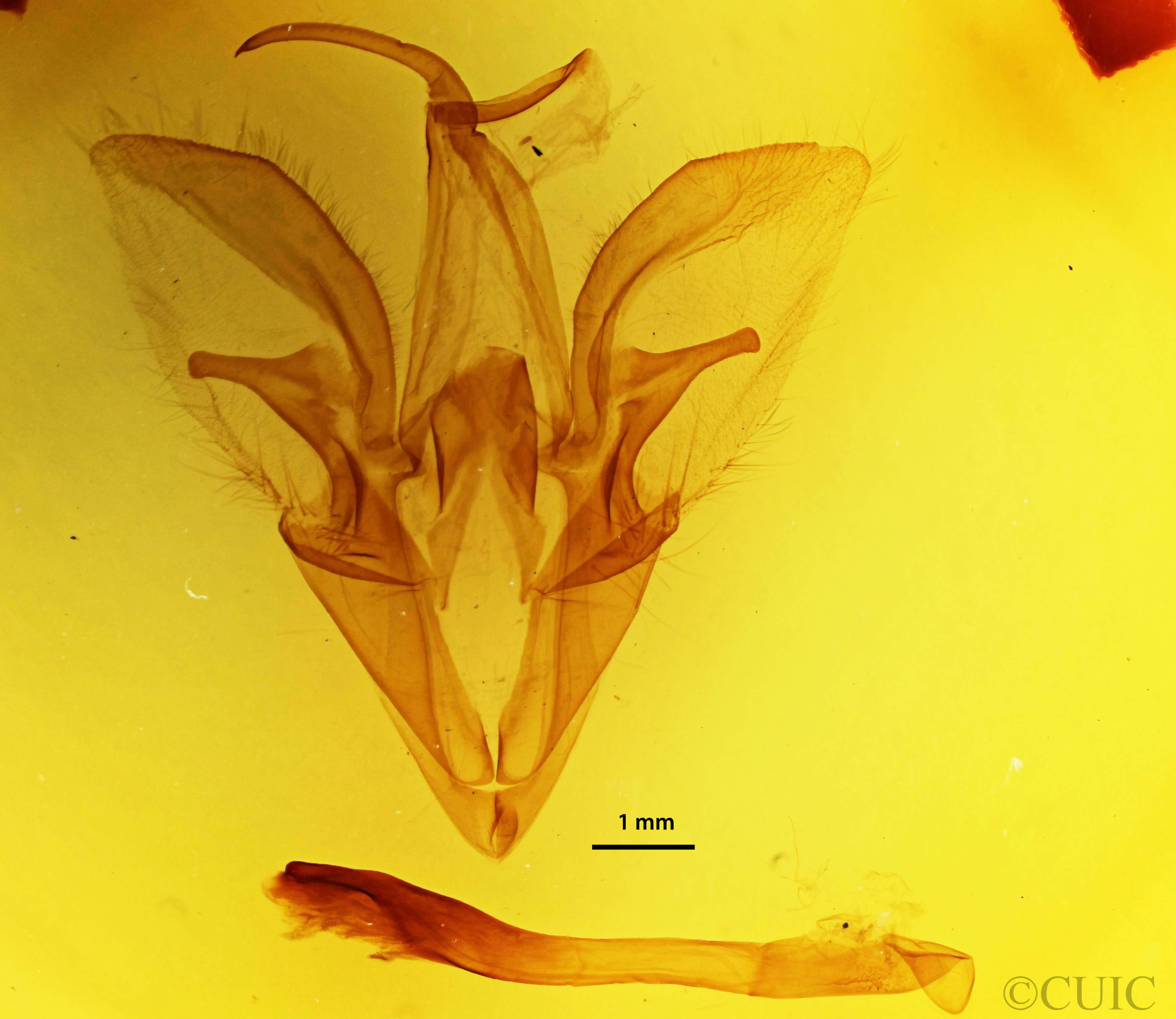 genitalia view of adult Catocala cara