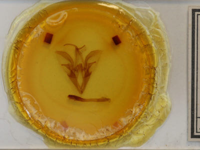 slide view of adult Catocala cara