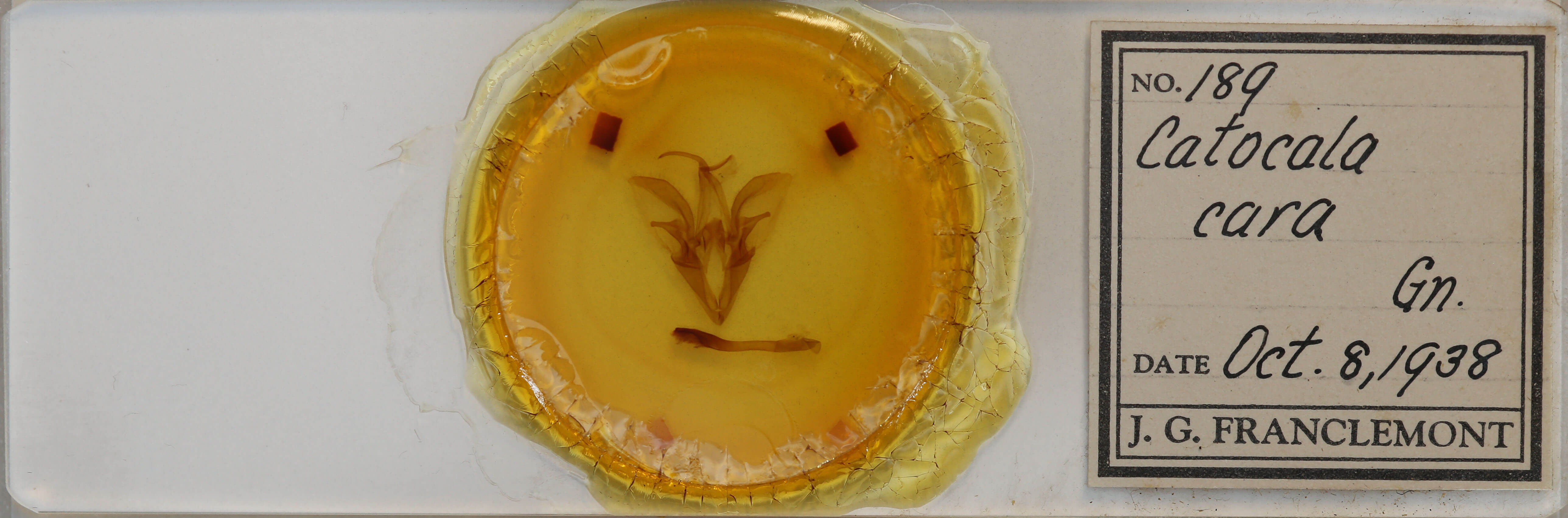 slide view of adult Catocala cara