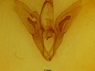 genitalia view of adult Catocala cerogama