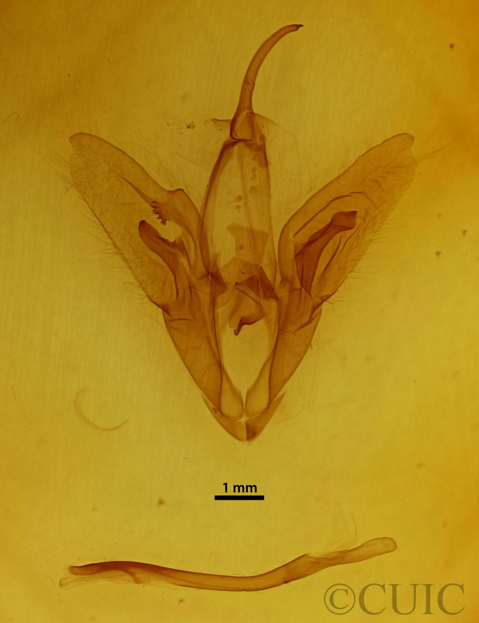 genitalia view of adult Catocala cerogama