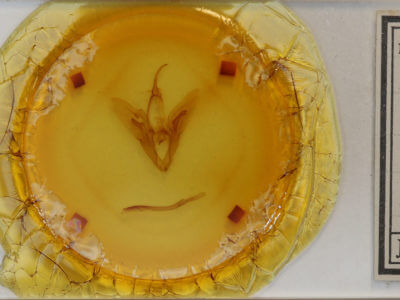 slide view of adult Catocala cerogama