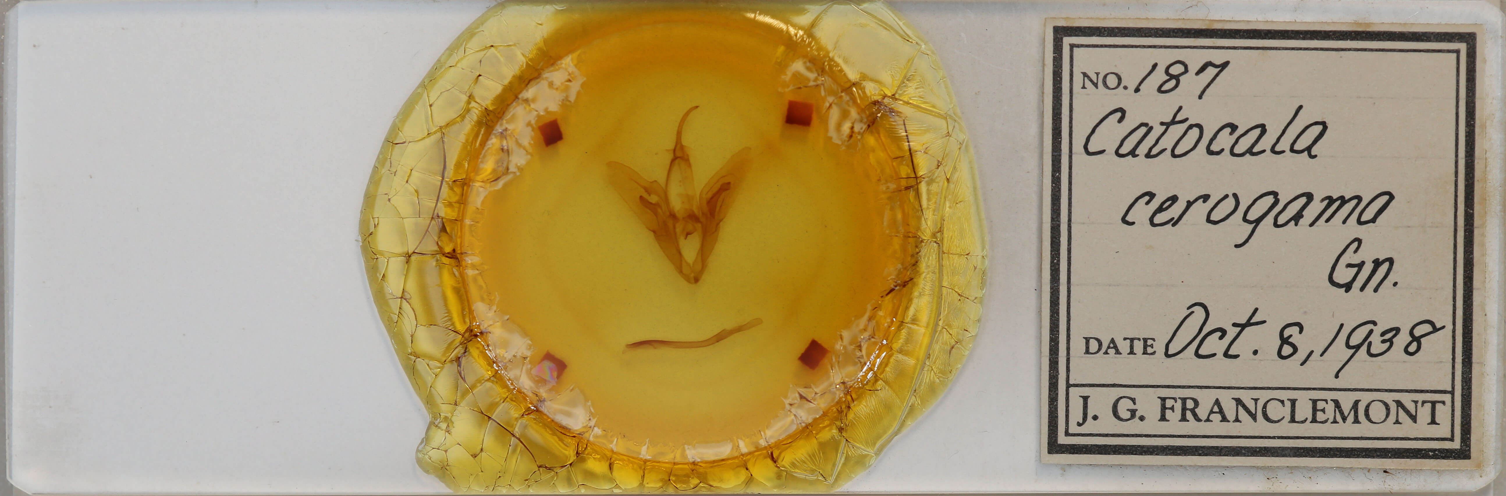 slide view of adult Catocala cerogama