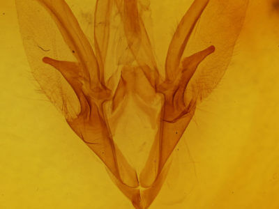 genitalia view of adult Catocala concumbens