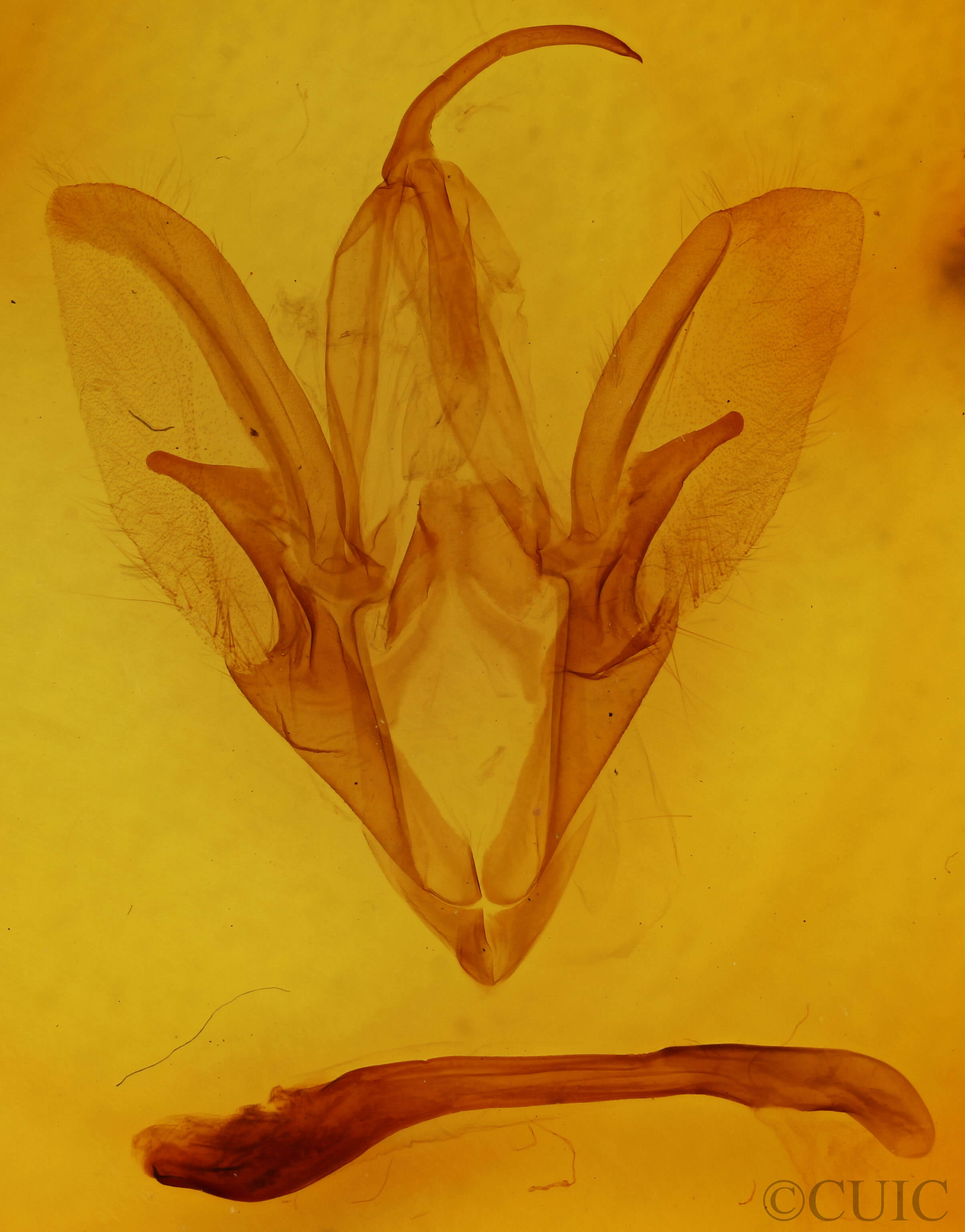 genitalia view of adult Catocala concumbens