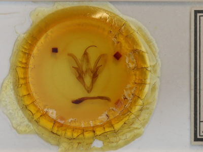 slide view of adult Catocala concumbens