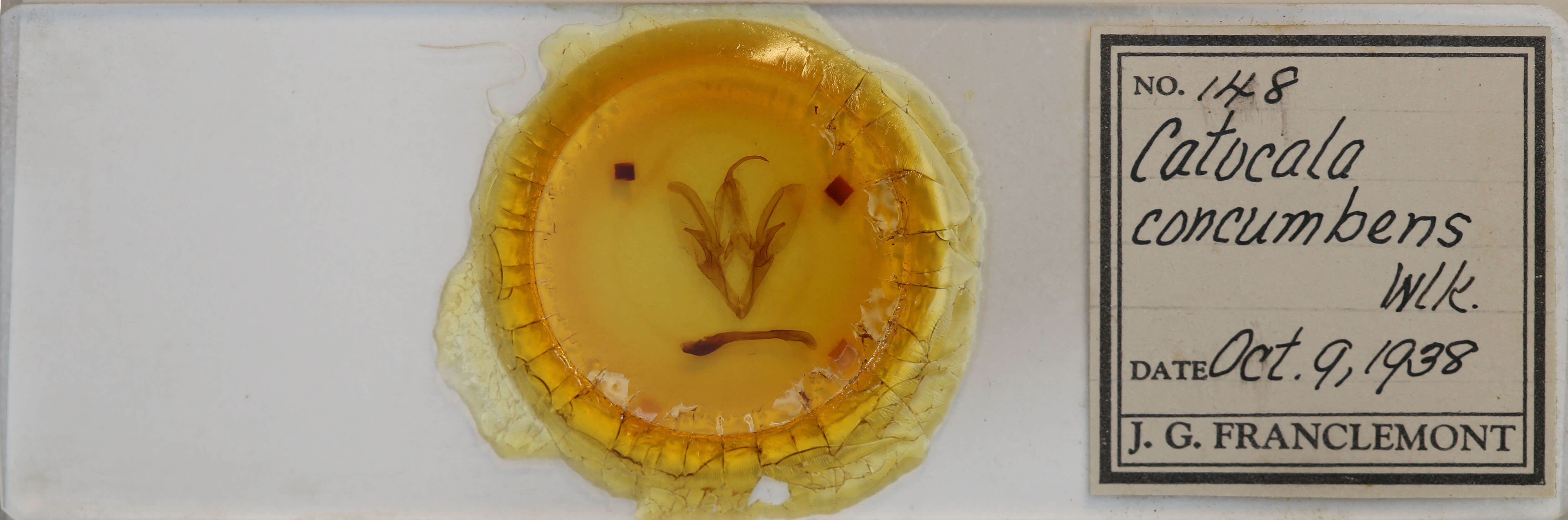 slide view of adult Catocala concumbens