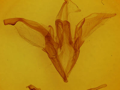 genitalia view of adult Catocala innubens