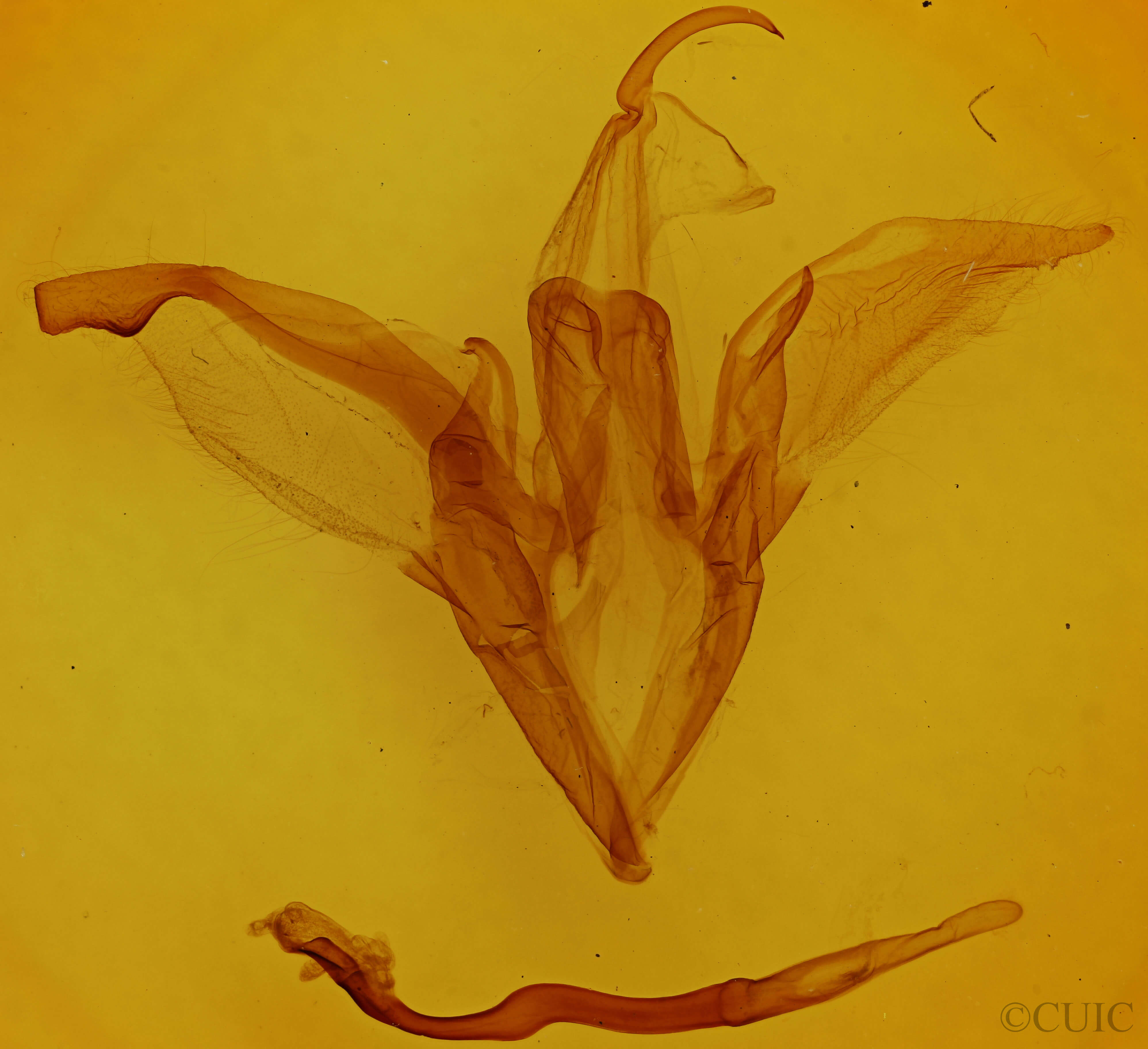 genitalia view of adult Catocala innubens