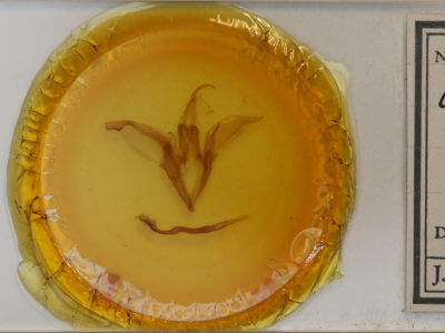 slide view of adult Catocala innubens