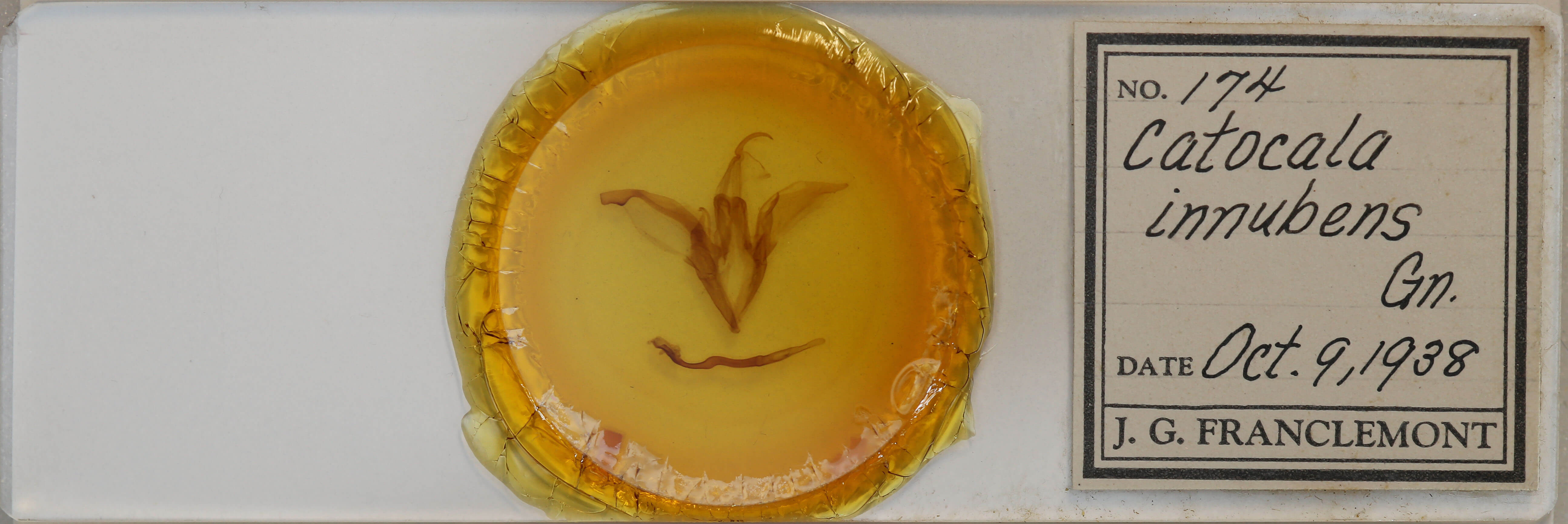 slide view of adult Catocala innubens