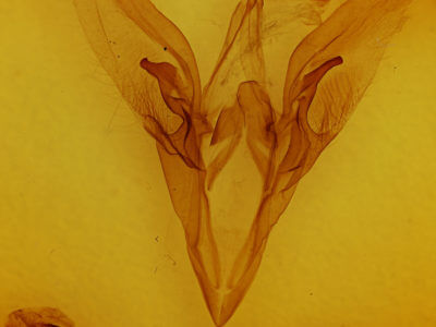 genitalia view of adult Catocala meskei